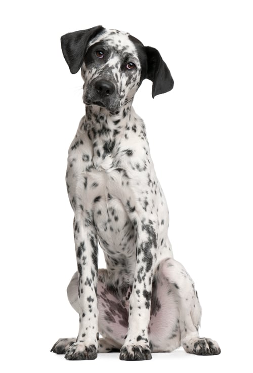 Preview: Mixed-breed puppy, 6 months old, sitting in front of white background