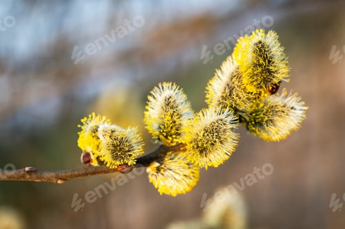 Preview: Young fluffy yellow buds on willow twigs