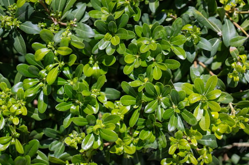 Preview: Green plant bush. Closeup nature view of green leaf bush. Flat lay