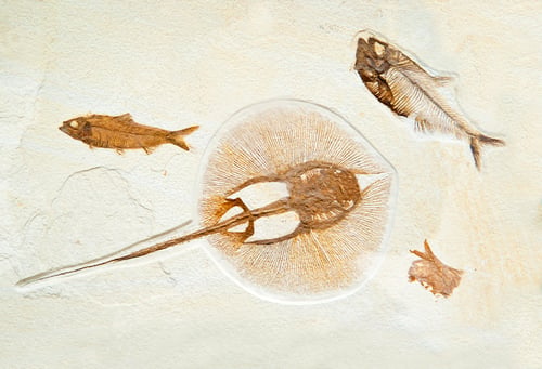 Preview: fossils