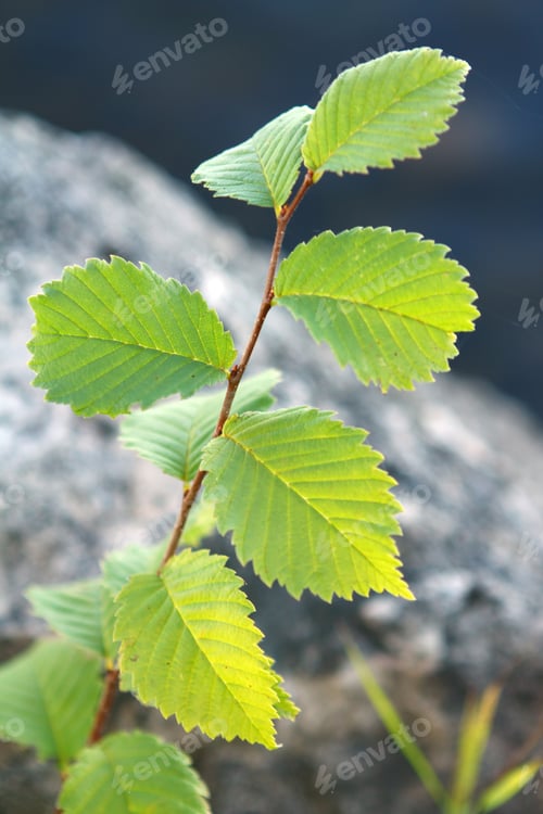 Preview: Wild green leaves