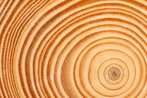 Preview: wood slice circle texture with concentric rings