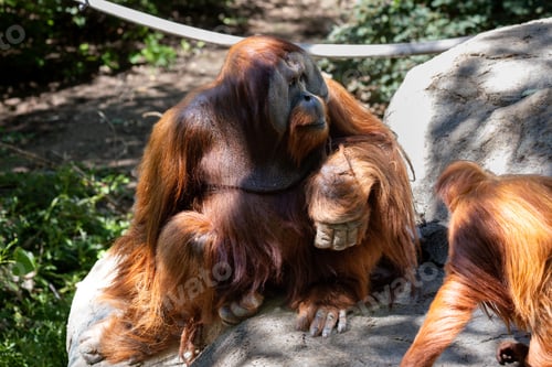 Preview: Orangutan sitting on a rock under the sunlight in a zoo enclosure