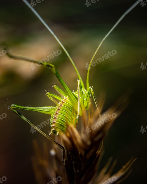 Preview: Macro shot of a green cricket with long antennae on a plant.