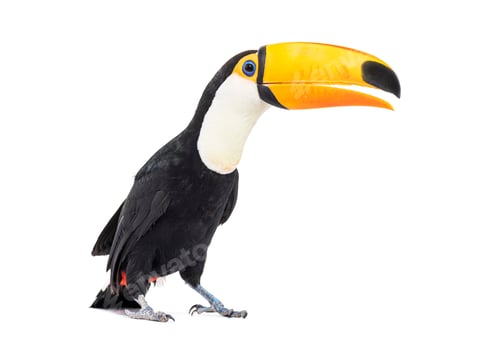 Preview: Toucan toco, Ramphastos toco, isolated on white