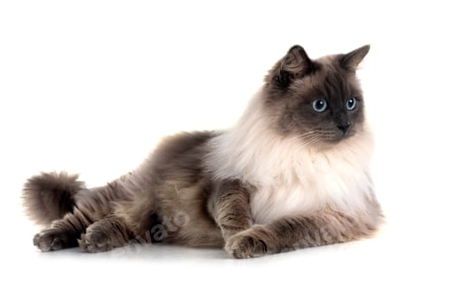 Preview: siberian cat in studio