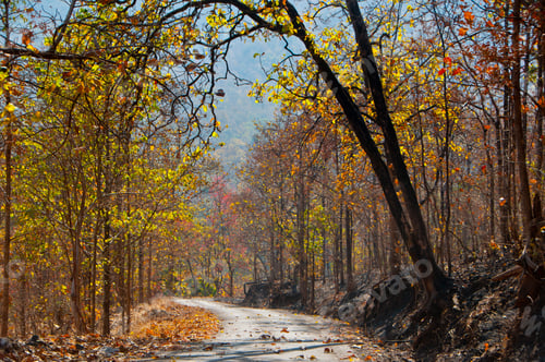 Preview: Autumn forest nature at morning