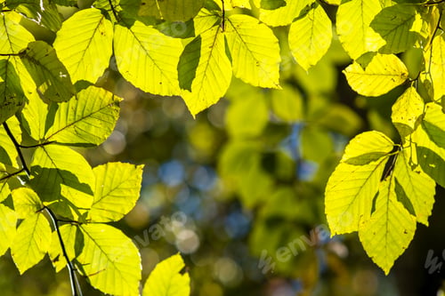 Preview: Close up of bright vibrant yellow leaves on a tree branches in autumn park.