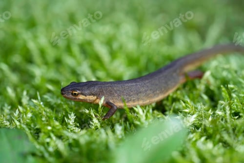 Preview: Closeup on a female smooth newt, Lissotriton vulgaris, sitting on green moss