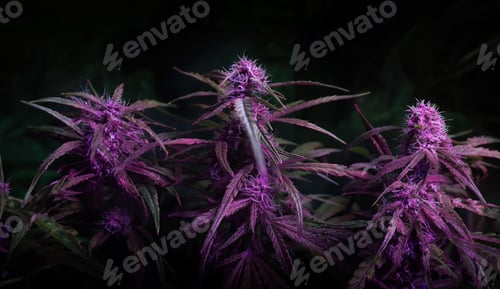 Preview: Purple Kush medical Marijuana forming flower buds against dark background