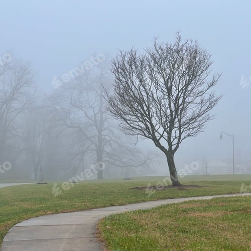 Preview: Trees in fog