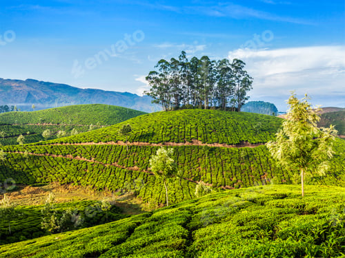 Preview: Green tea plantations in Munnar, Kerala, India