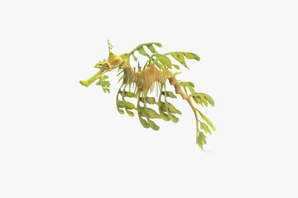 Preview: Weedy Sea Dragon with Leaf-like Appendages