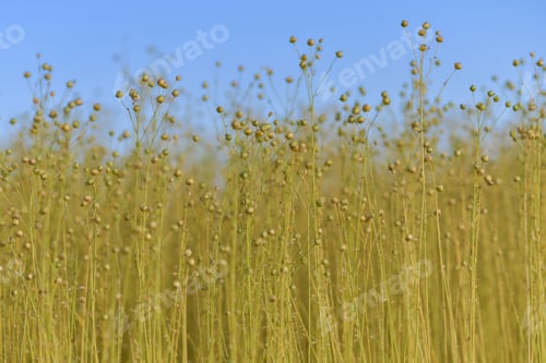 Preview: Dry flax on a field in Normandy