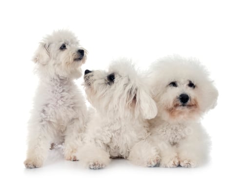 Preview: Bichon Frises in studio