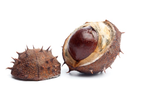 Vorschau: Conker oder Rosskastanie in Kapsel