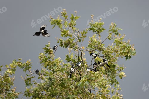 Preview: Eurasian magpie or common magpie (Pica pica) on the tree
