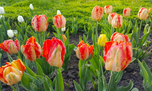 Preview: Beautiful bright colorful tulips in spring park