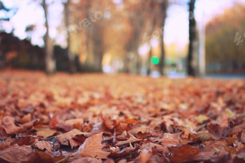 Preview: Fall leaves cover the pathway completely during Autumn in Portland Oregon.