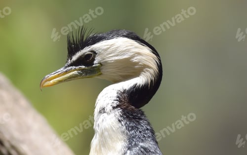 Preview: Cormorant portrait