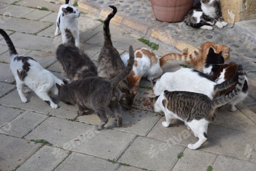 Preview: Group of cats