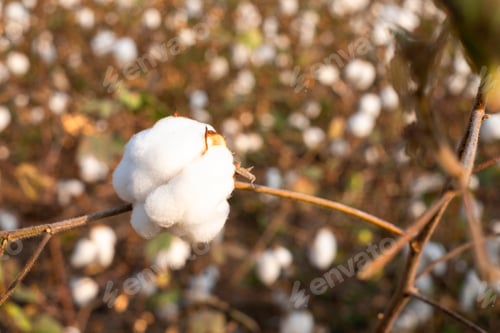 Preview: Cotton ball