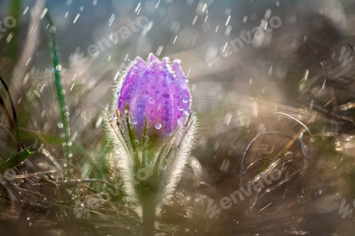 Preview: Beautiful spring Pulsatilla patens in the spring rain