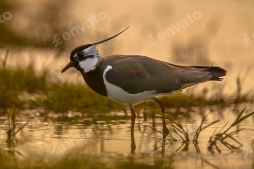 Preview: back lit Male Northern Lapwing sillhouette