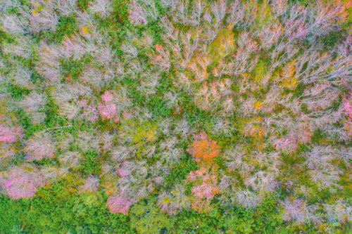 Preview: Sakura cherry flowers blossom trees of national park. Natural landscape background. Pink color