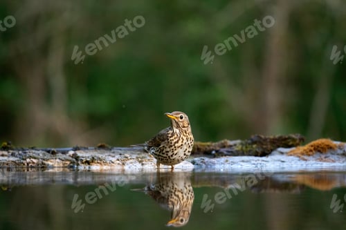 Preview: The song thrush (Turdus philomelos)