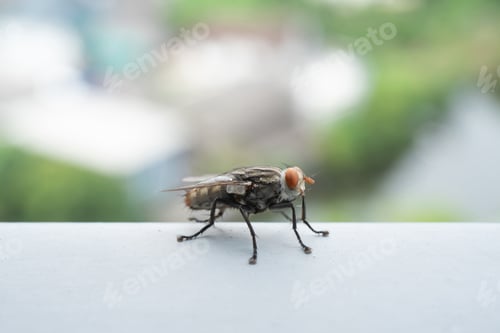 Preview: Close up of a fly with wings and legs isolated