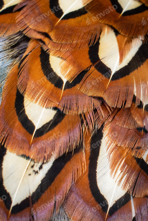 Preview: colored pheasant feathers with a visible texture. background