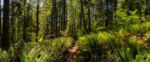 Preview: Canadian Rain Forest with Trail