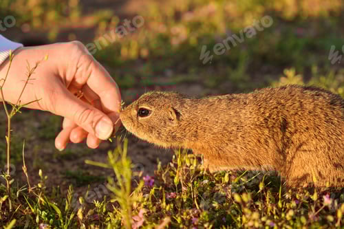 Preview: Closeup woman hand feeding a ground squirrel. Funny gopher in the field at sunset