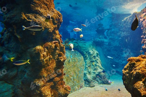 Preview: Sea fishes in the deep aquarium, sea life