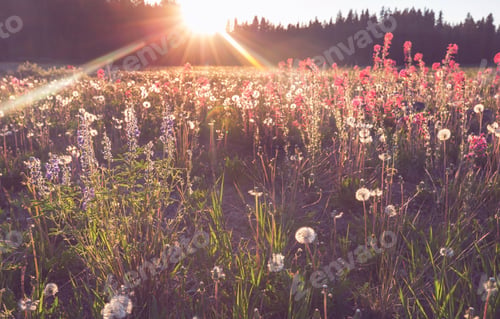 Preview: Mountains meadow
