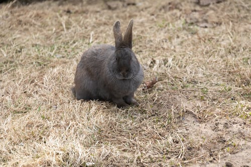 Preview: Gray Rabbit Sitting on Top of Dry Grass Field