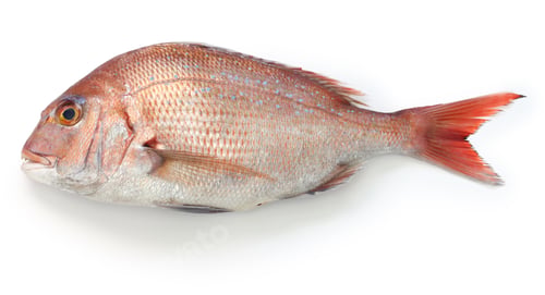 Preview: Madai, Japanese red sea bream