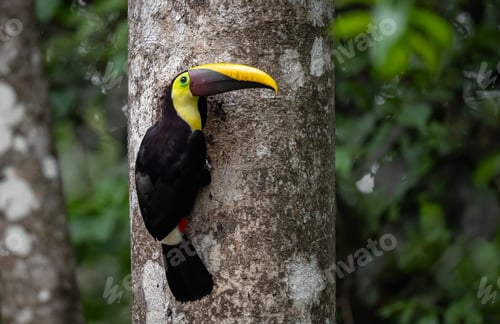 Preview: A Toucan in Costa Rica