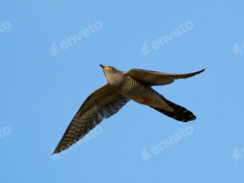 Preview: Common cuckoo (Cuculus canorus)