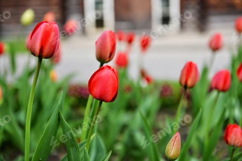 Preview: flower