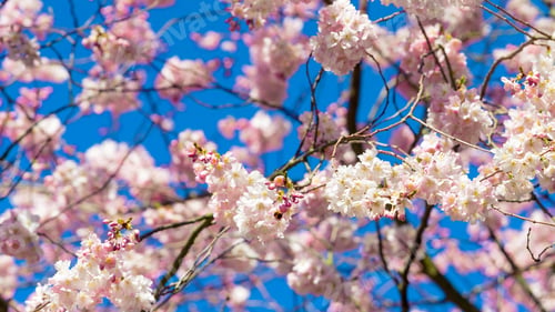Preview: Spring Cherry blossoms, pink flowers.