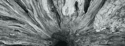 Preview: Horizontal texture of oak bark.