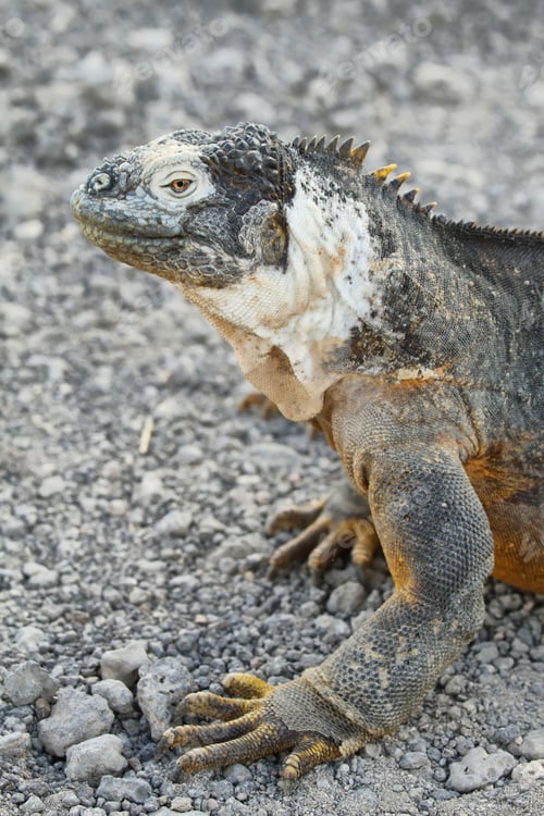 Preview: Wild land iguana