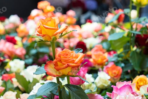 Preview: Different color roses background, shallow depth of field, marriage background