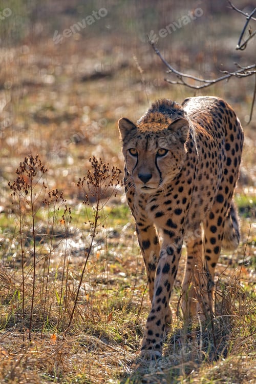 Preview: Cheetah in a clearing