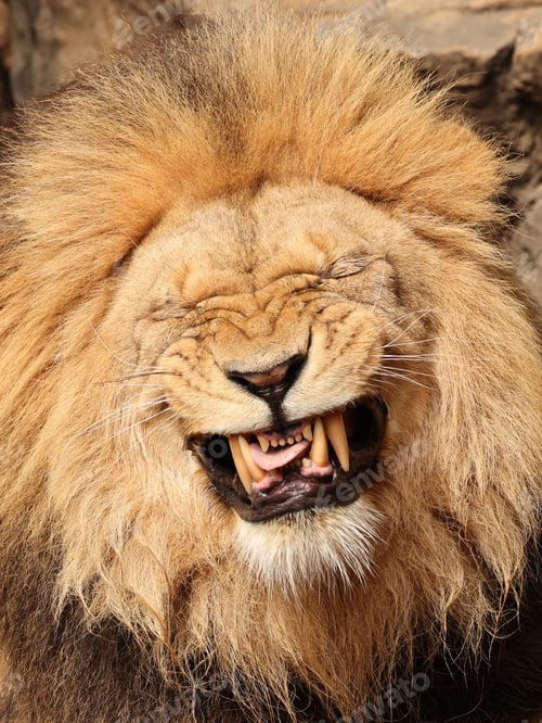 Preview: Lion (Panthera Leo) close up view