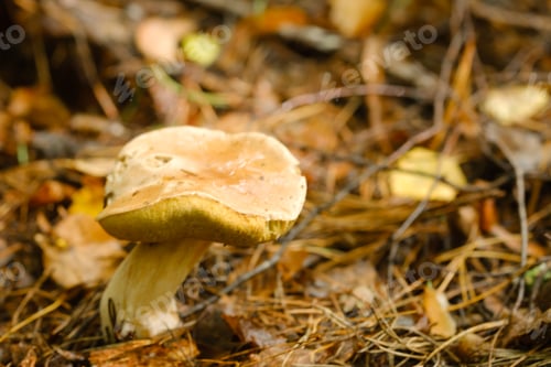 Preview: A white mushroom growing in the forest. Boletus mushroom in the wild forest