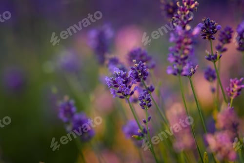 Preview: close-up of lavender flowers. field of lavender flowers