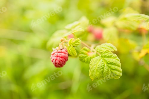 Preview: Beauty ripe raspberry berries ready to harvesting, banner